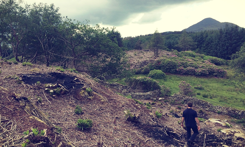 Rhododendron clearance work in Nant Gwynant